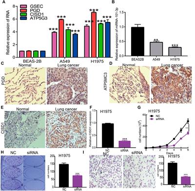Systematic Analysis and Validation of the Prognosis, Immunological Role and Biology Function of the Ferroptosis-Related lncRNA GSEC/miRNA-101-3p/CISD1 Axis in Lung Adenocarcinoma